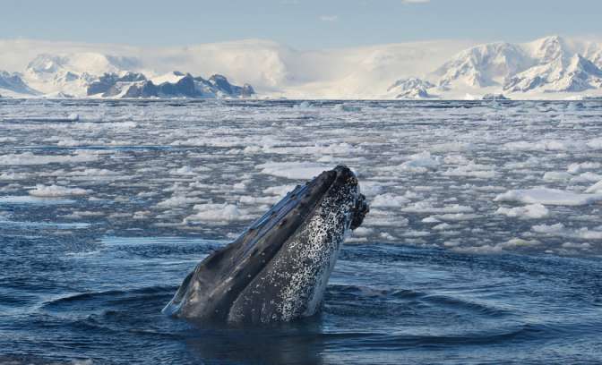 Een walvis in de zee bij Antarctica