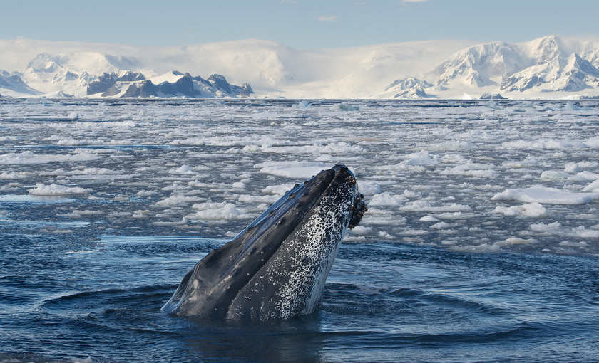 Een walvis in de zee bij Antarctica
