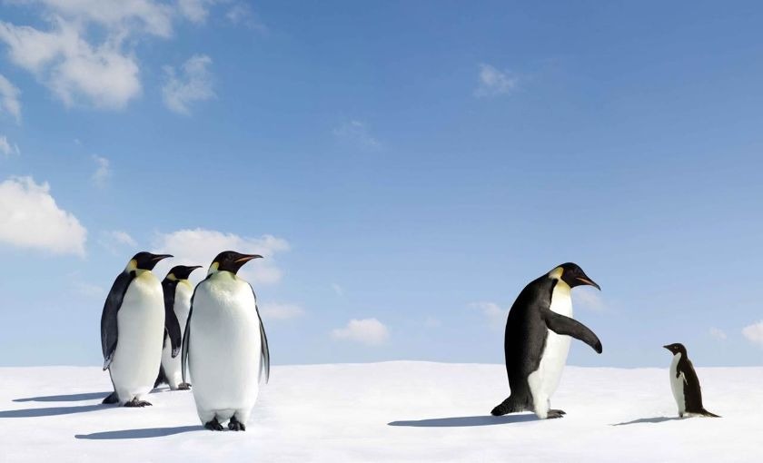 Baby pinguin in Antarctica