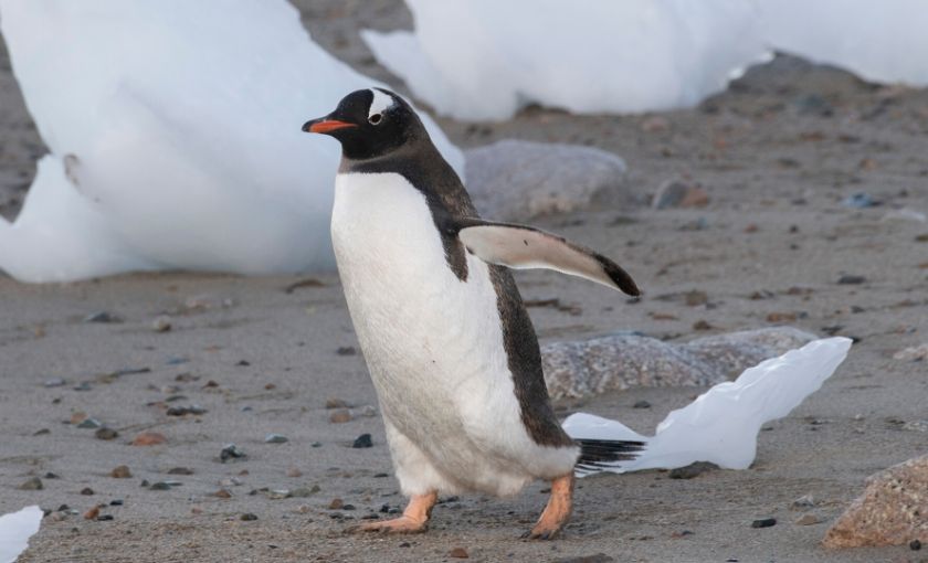 Pinguin in Antarctica