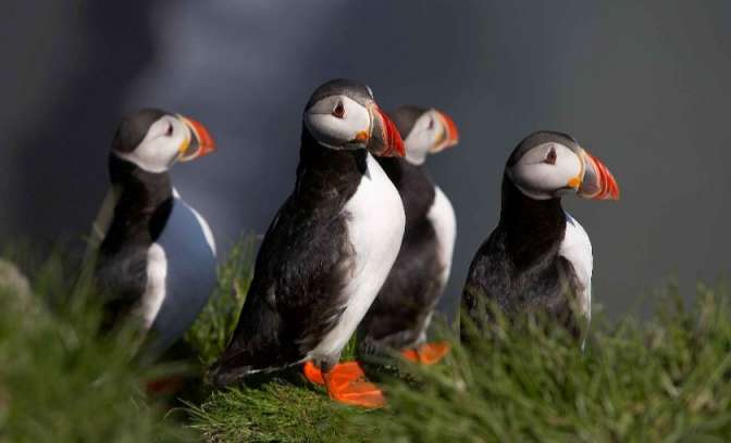 papegaaiduikers in Ijsland