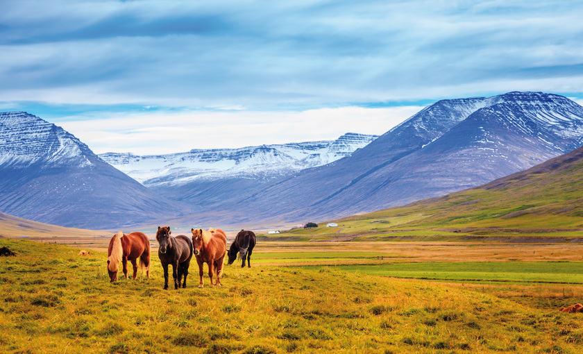 Gletsjer ponies in Ijsland op gras