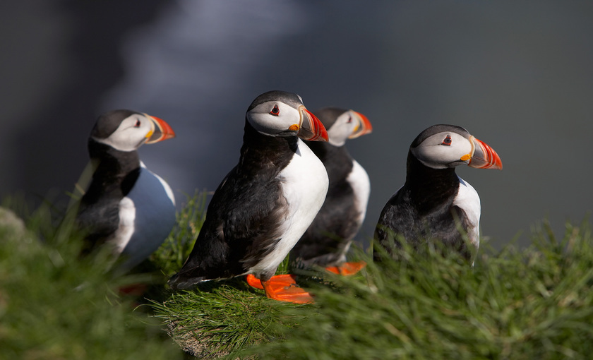Papegaaiduikers in Ijsland