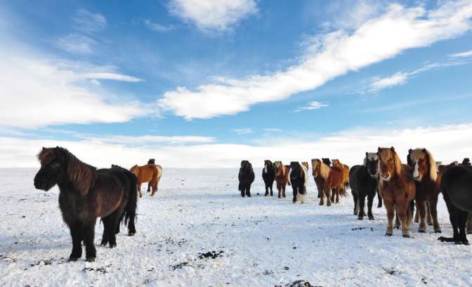 Gletsjer ponies in Ijsland op het ijs