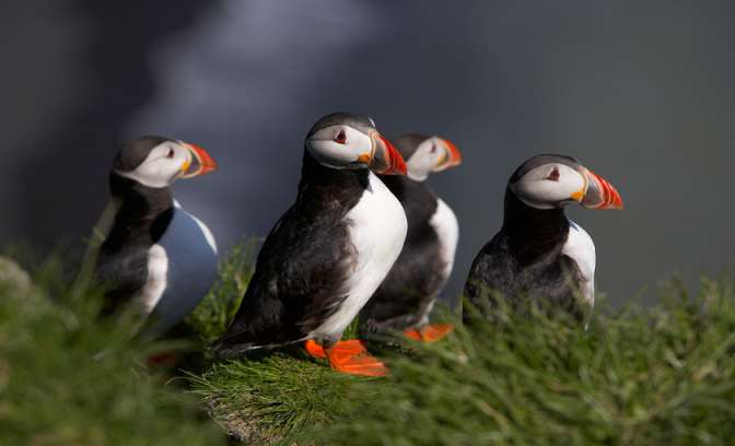 Papegaaiduikers in Ijsland
